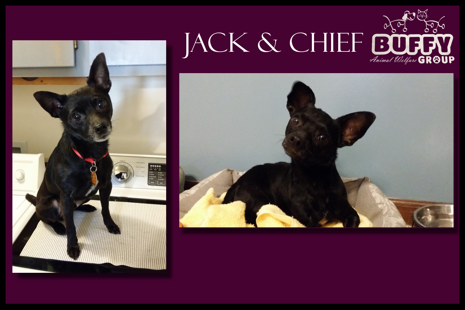 Jack & Chief